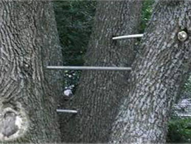 Keller Tree Trimming
