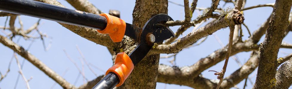 Tree Trimming Keller, Texas